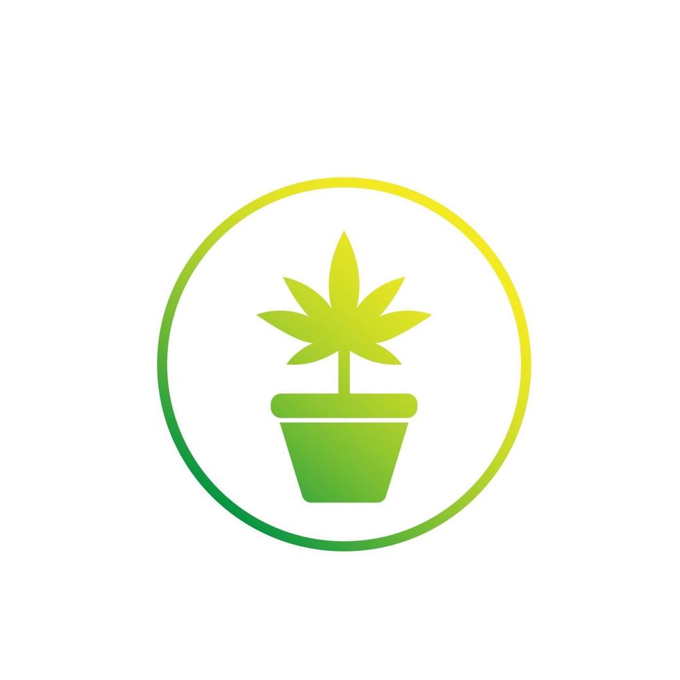 Marihuana-Pflanze im Topf-Vektor-Symbol auf weiß vektor