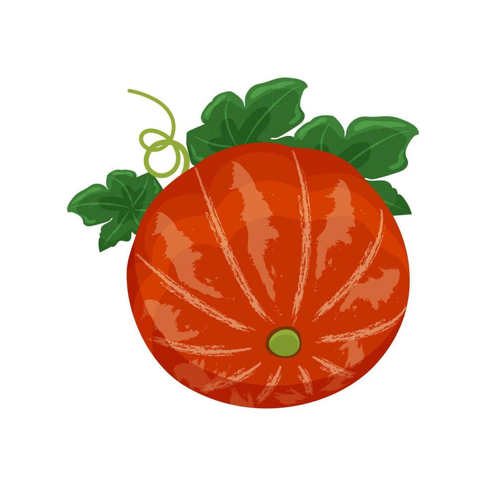 gul orange pumpa med löv och skjuter, höst vegetabiliska skörda, vektor illustration på en vit bakgrund isolera