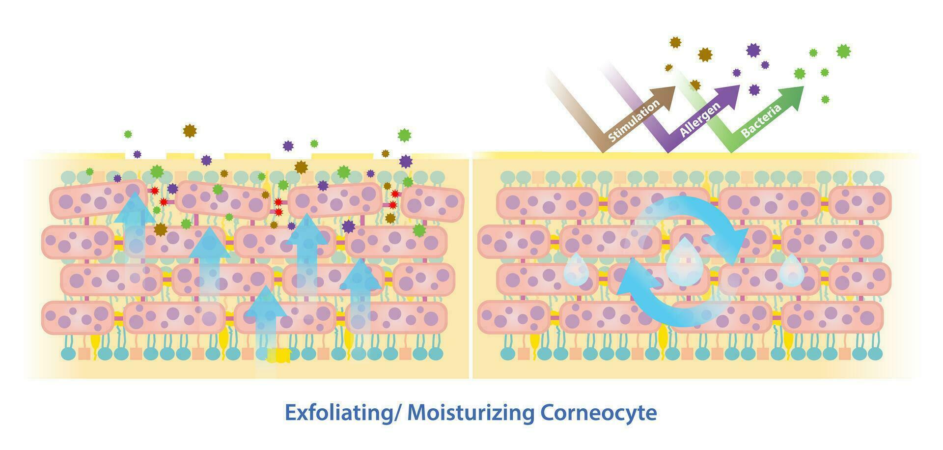 jämförelse av exfolierande och fuktgivande corneocyt vektor illustration isolerat på vit bakgrund.