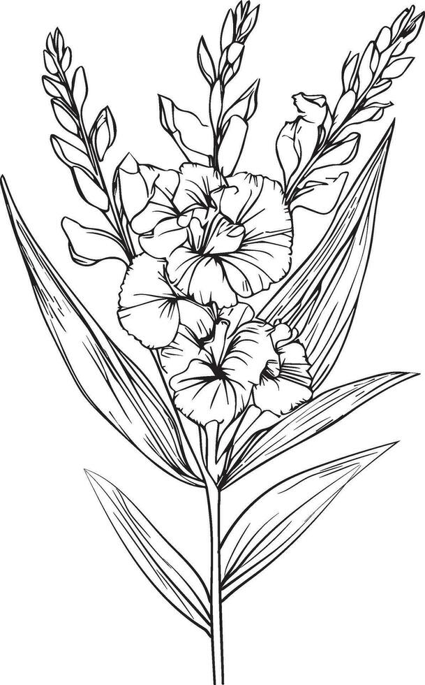 augusti födelse blomma gladiolus, gladiolus augusti födelse månad blomma, gladiolus augusti födelse blomma teckning, översikt gladiolus teckning, tatuering gladiolus blomma teckning, svart gladiolus tatuering, vektor