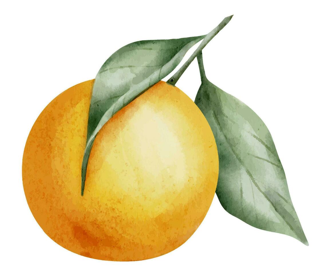 Orange Obst Ast mit Blätter. Hand gezeichnet Aquarell Illustration von tropisch Zitrusfrüchte Essen auf Weiß isoliert Hintergrund. Zeichnung von Mandarine Baum zum Etikett. skizzieren von saftig roh Clementine zum Speisekarte vektor