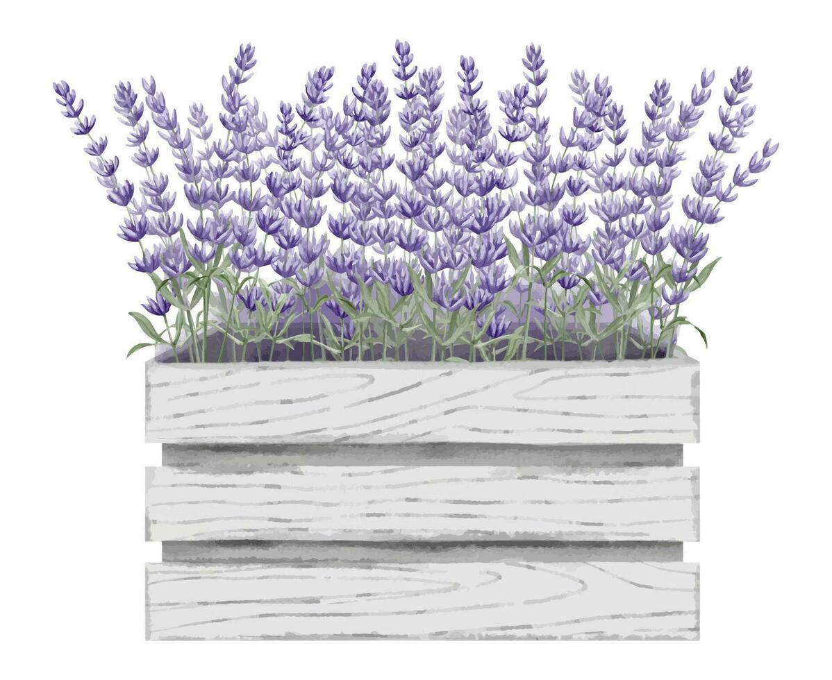 lavendel- bukett i trä- låda. hand dragen vattenfärg illustration av provence vild blommor i rustik stil på vit isolerat bakgrund. blommig teckning för hälsning kort eller bröllop inbjudningar vektor