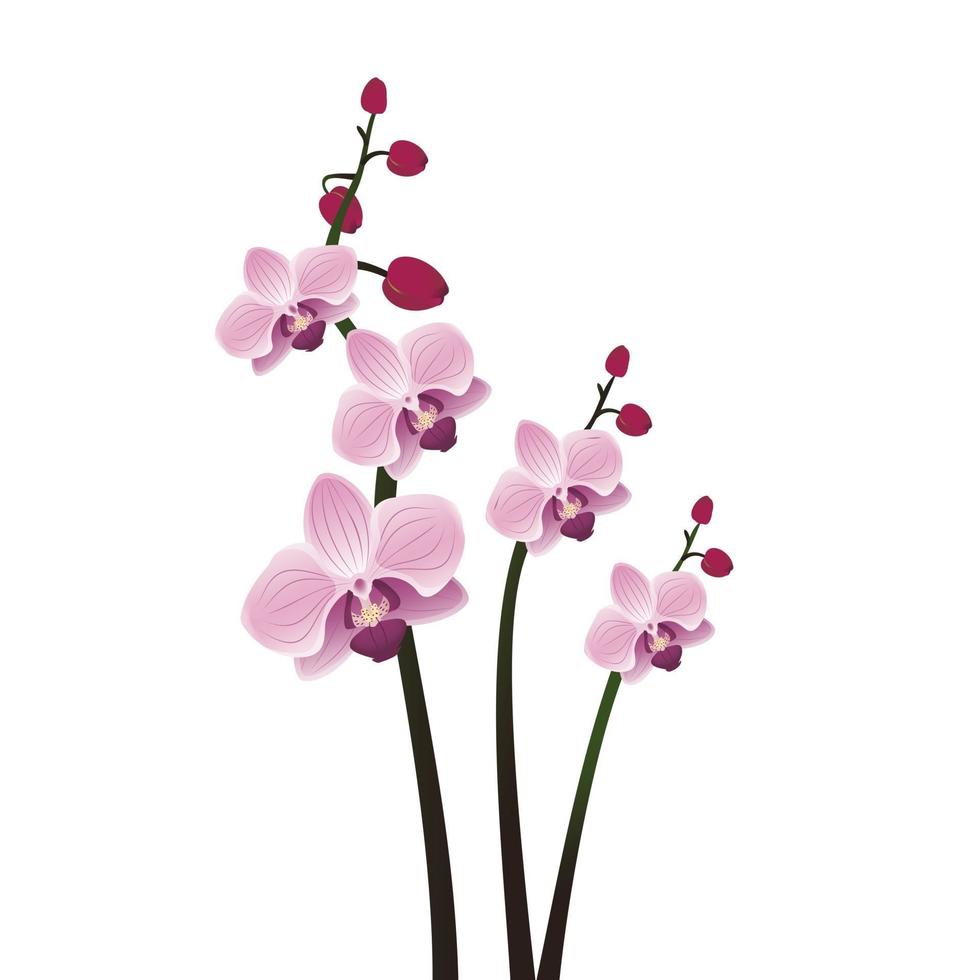 Zweige mit Blüten der lila Orchidee mit Knospen. süße Frühlingsblumen und dekorative Gestaltungselemente. Sommer Natur. realistische Vektorgrafik vektor