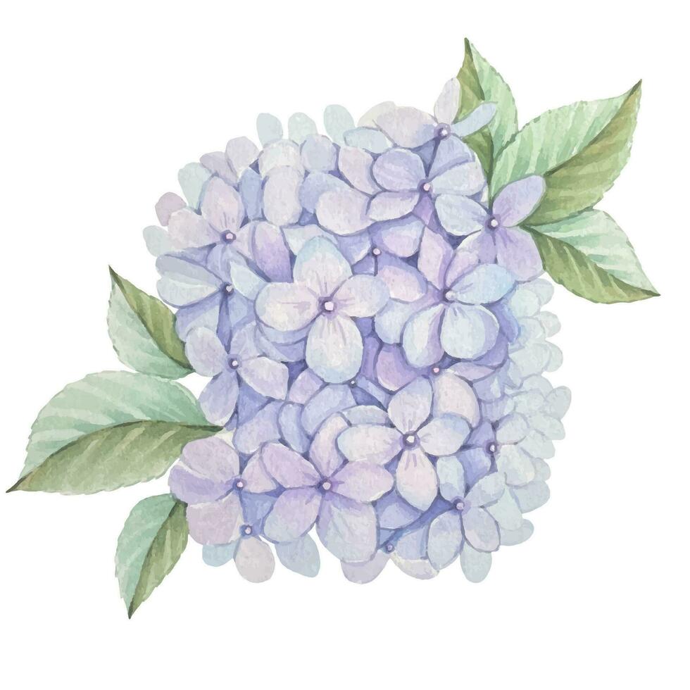 lila hortensia blommor, vattenfärg vektor