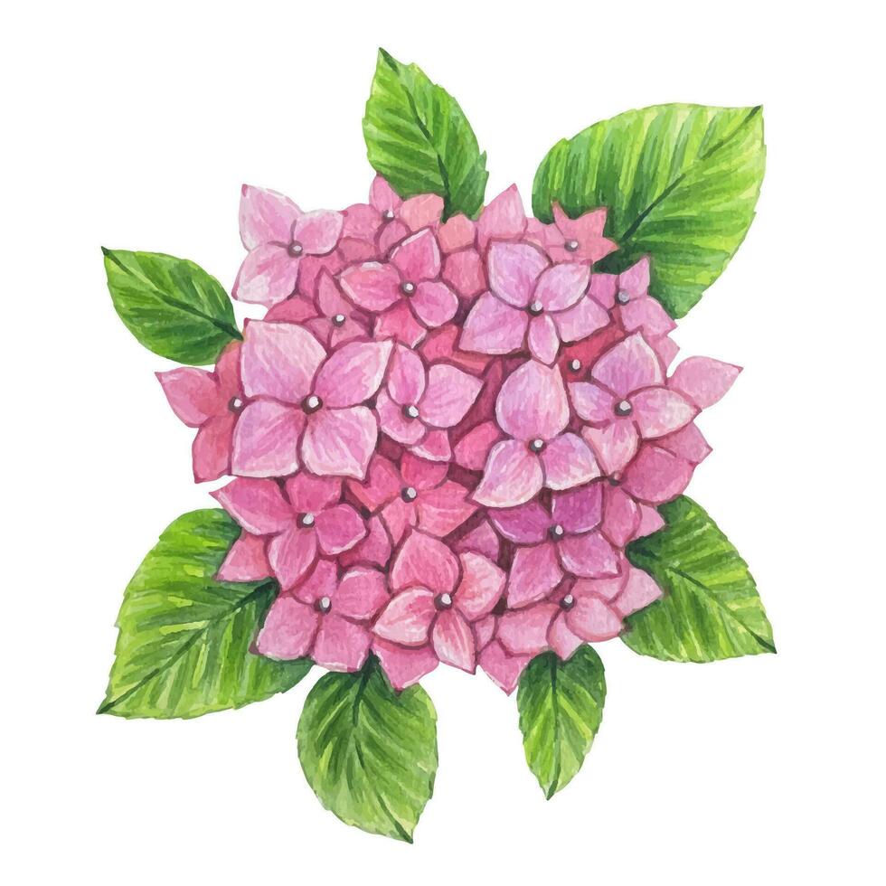 rosa hortensia blommor med löv, vattenfärg vektor