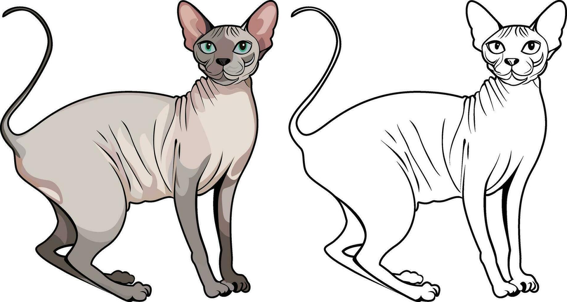 sphynx katt vektor illustration , kanadensisk sphynx hårlös katt vektor bild , färgad och svart och vit linje konst stock vektor