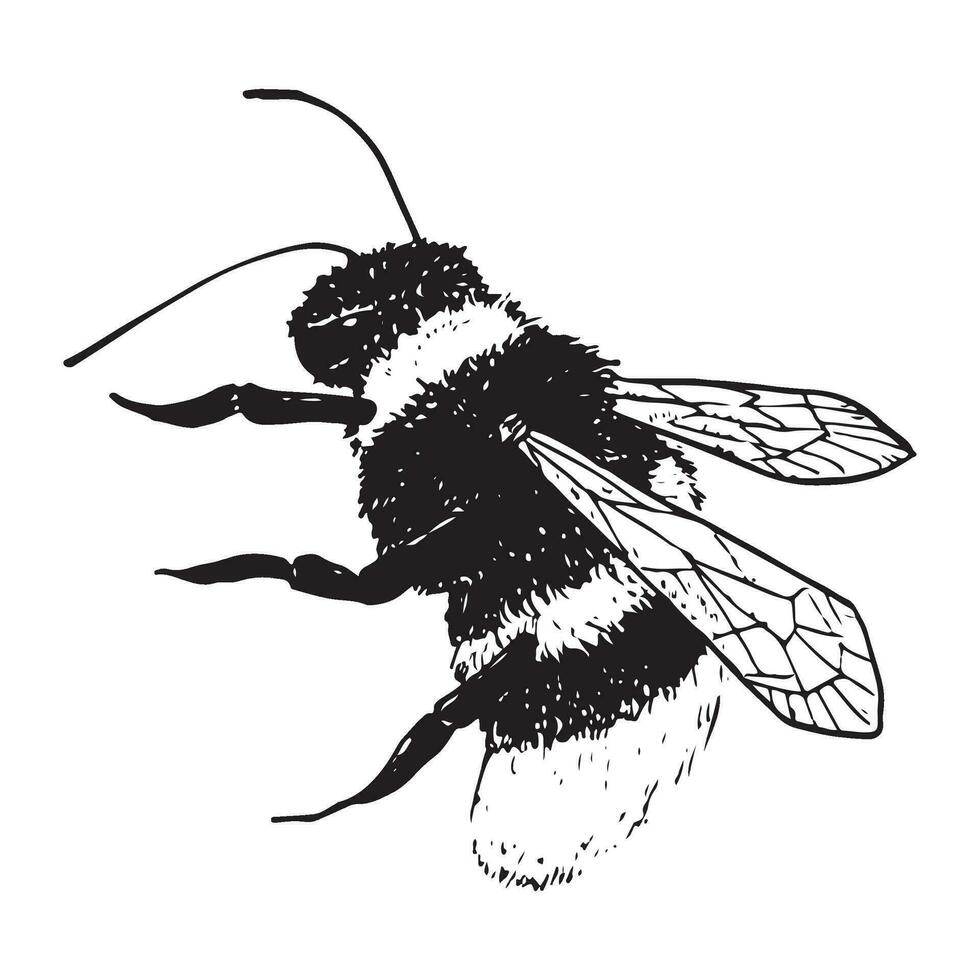 fliegend Hummel Vektor Insekt Illustration im Linie skizzieren Stil. Sommer- Tier zum Honig Entwürfe, Feld Blumen Kompositionen, Postkarte, Plakate