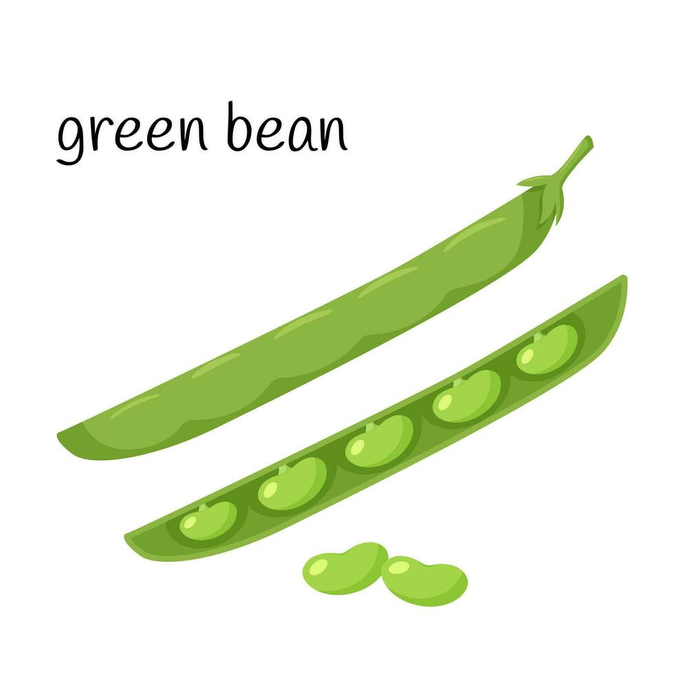 grön bönor i en pod. grönsak växt i en stängd och öppen pod. ingrediens, ett element för de design av mat förpackning, recept, och menyer. isolerat på vit vektor illustration i platt stil.