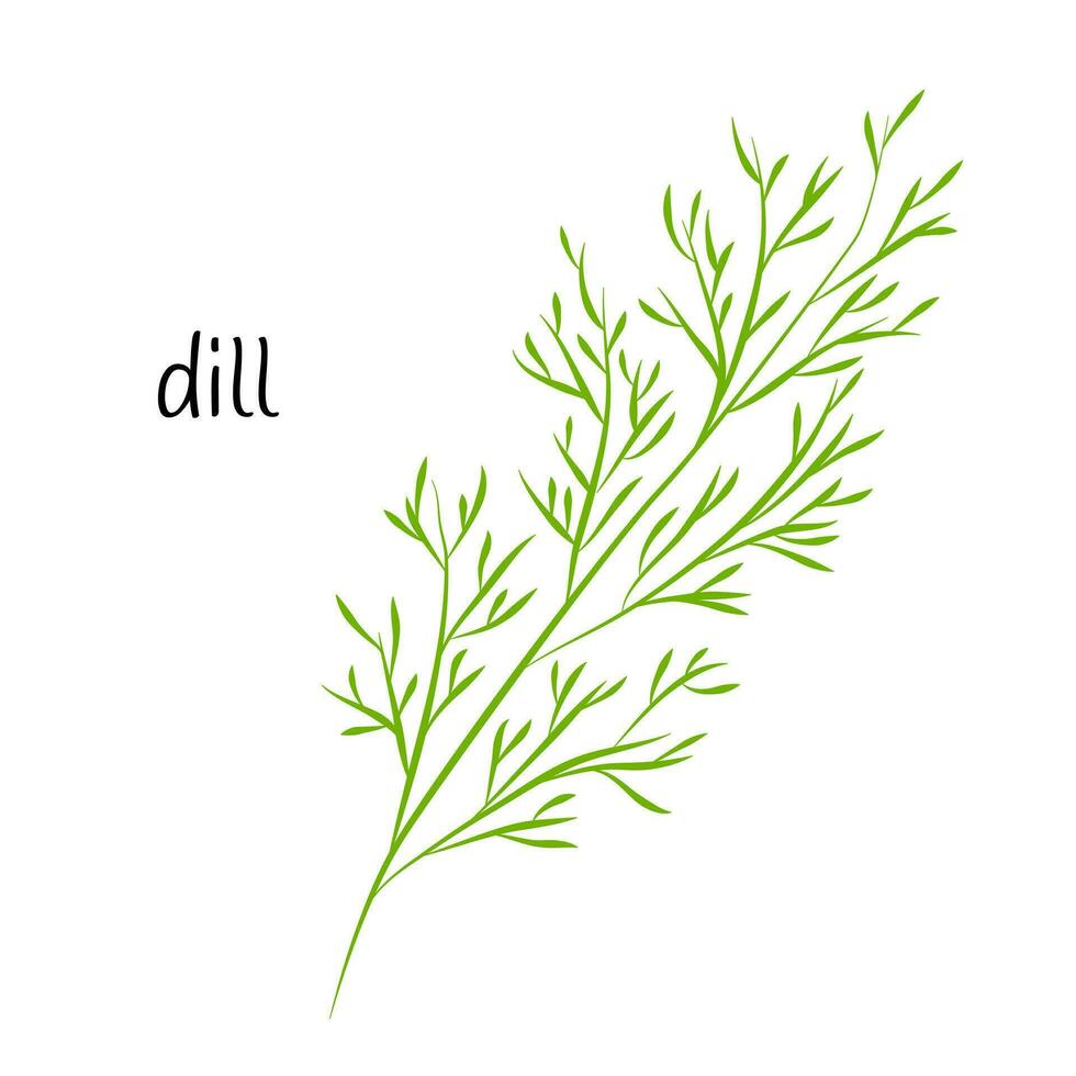 en kvist av dill, grönt för sallad. ingrediens, ett element för de design av mat förpackning, recept, och menyer. isolerat på en vit bakgrund vektor illustration i en platt stil.