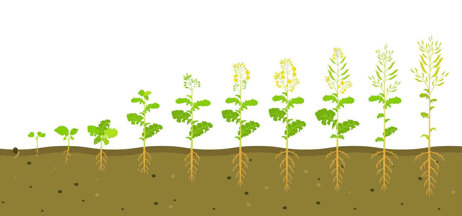 tillväxt cykel av rapsfrö i jord. faser av utveckling av rot systemet av växter. vektor illustration av växande plantor