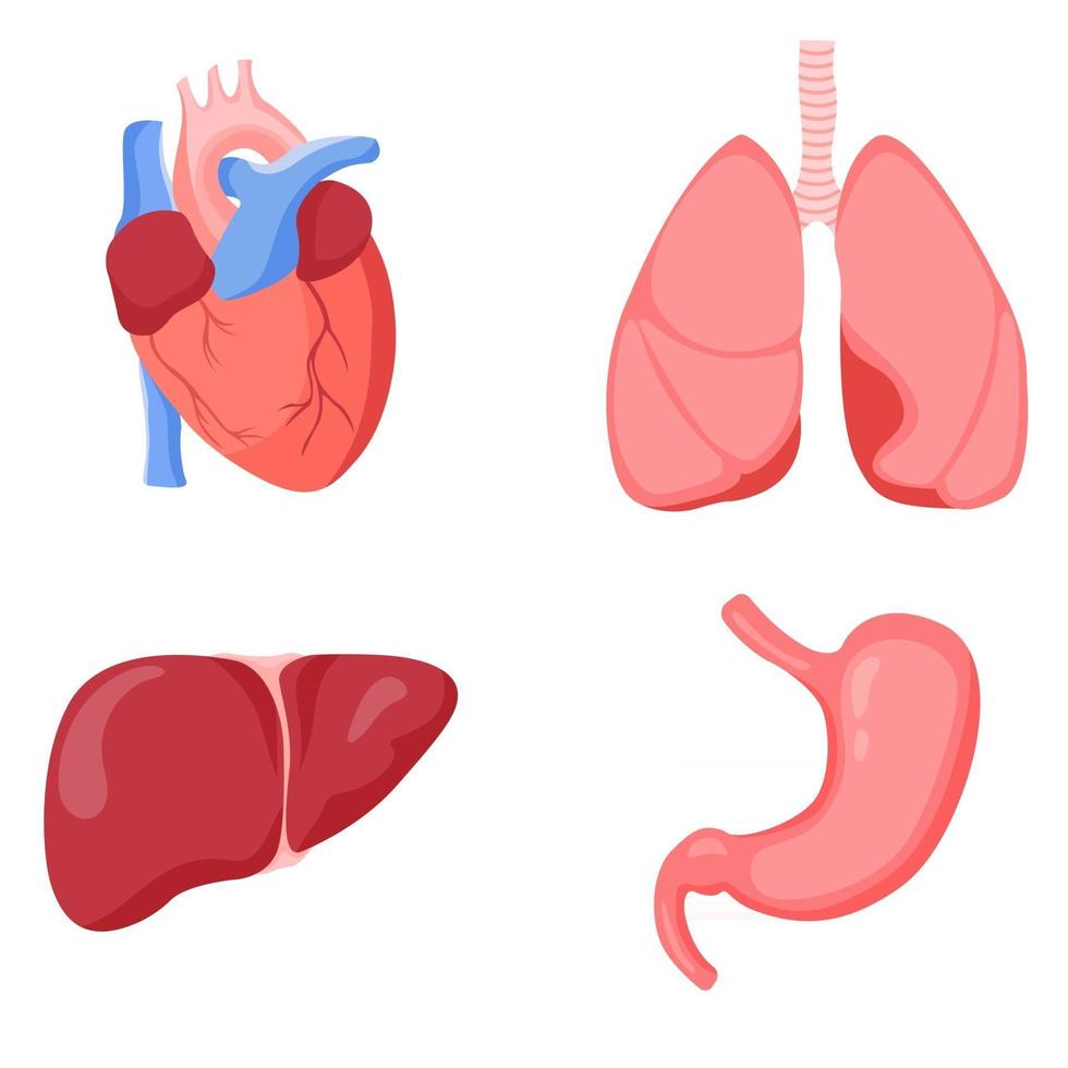 menschliche Leber Herz Lunge und Magen, Set vektor
