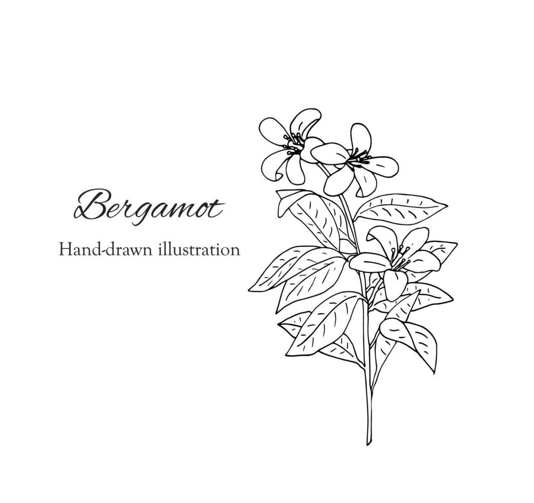 Hand gezeichnet Bergamotte Blume Ast vektor
