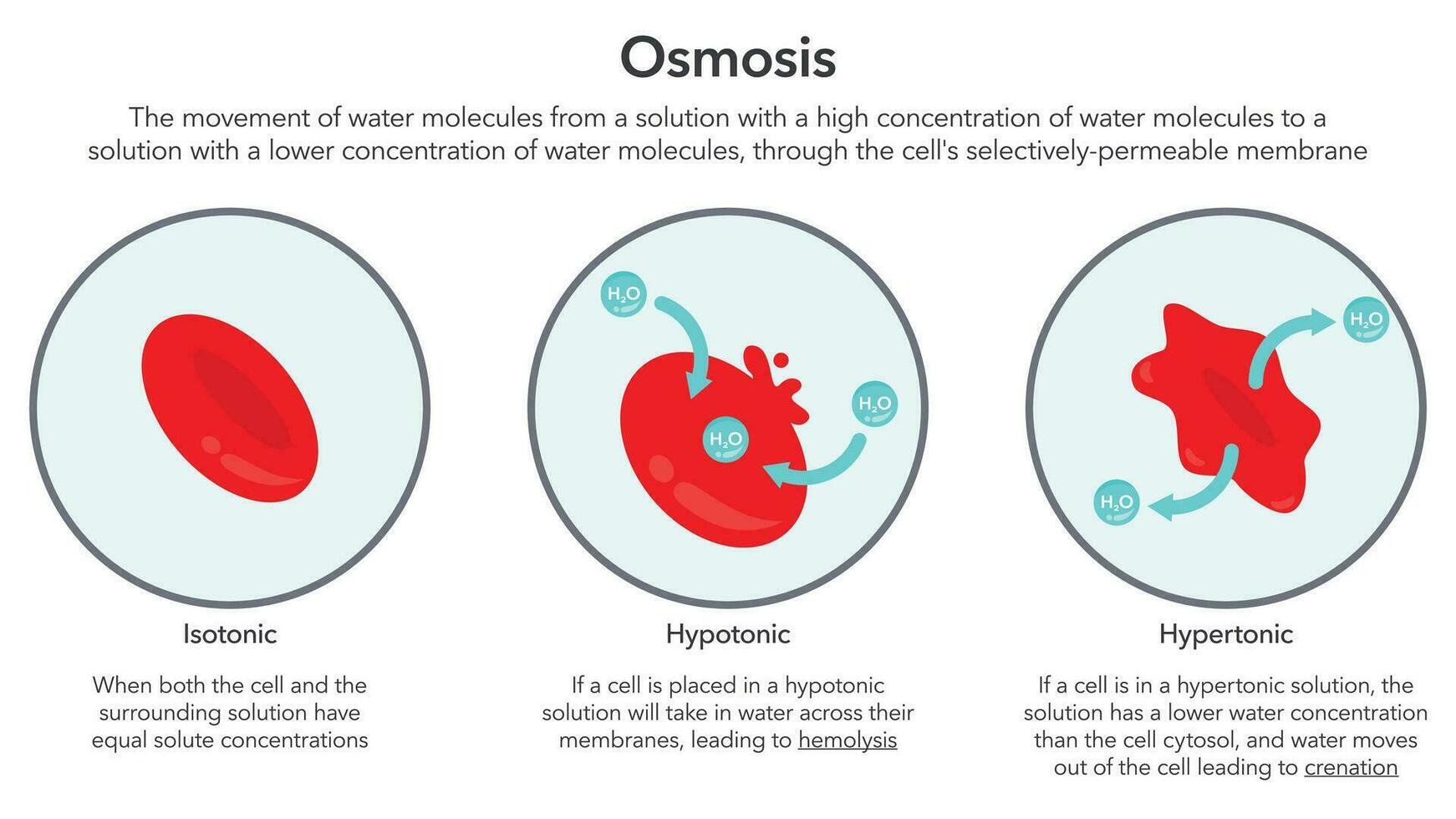 Osmose im rot Blut Zellen Wissenschaft Vektor Illustration Diagramm