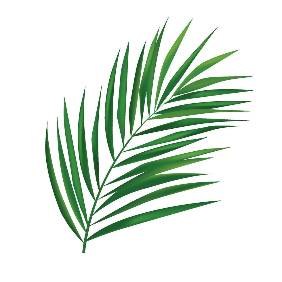 Vektor tropisch Palme Blatt isoliert auf Weiß realistisch Grün Sommer- Pflanze Baum tropisch Ast Vektor