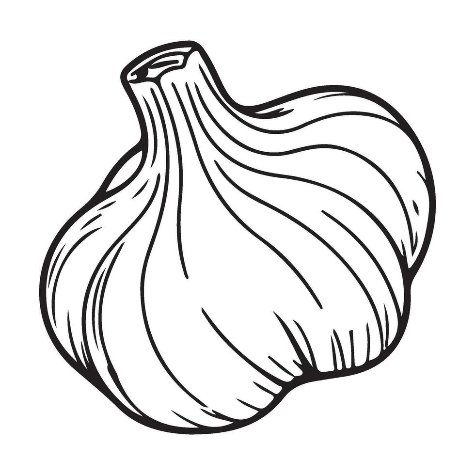 Knoblauch Birne, Knoblauch Symbol, Gemüse zum Kochen und Würze vektor