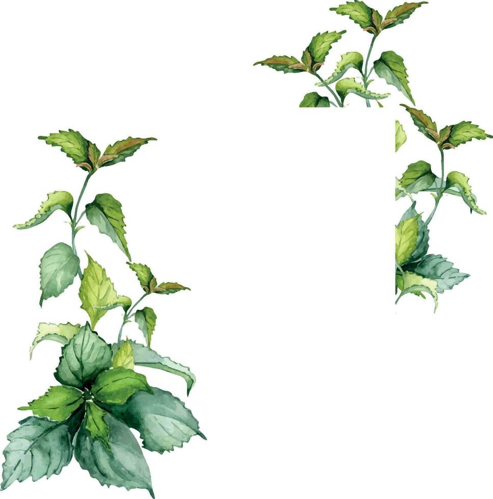 ram av nässla stam ört- växt vattenfärg illustration isolerat på vit bakgrund. urtica dioica, grön löv, användbar ört hand ritade. design för märka, paket, vykort vektor