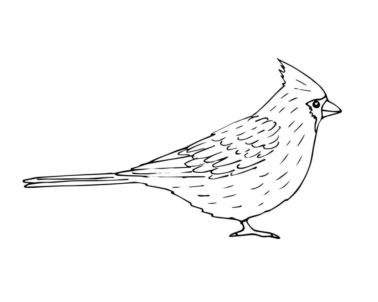 Vektor Hand gezeichnet skizzieren Gliederung rot Kardinal Vogel