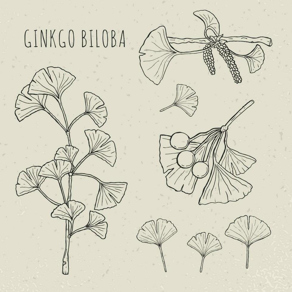 samling gingko biloba grenar med löv, blommor, bär. uppsättning medicinsk, isolerat botanisk växt. vektor skiss hand dragen illustration.