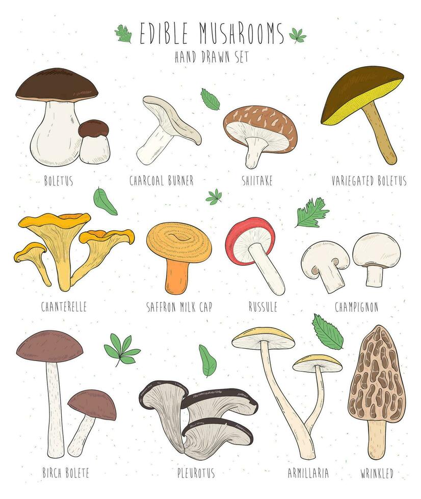 uppsättning av ätlig svamp med titlar på vit bakgrund. hand dragen vektor illustration samling boletus, träkol, shiitake, kantarell. färgrik.