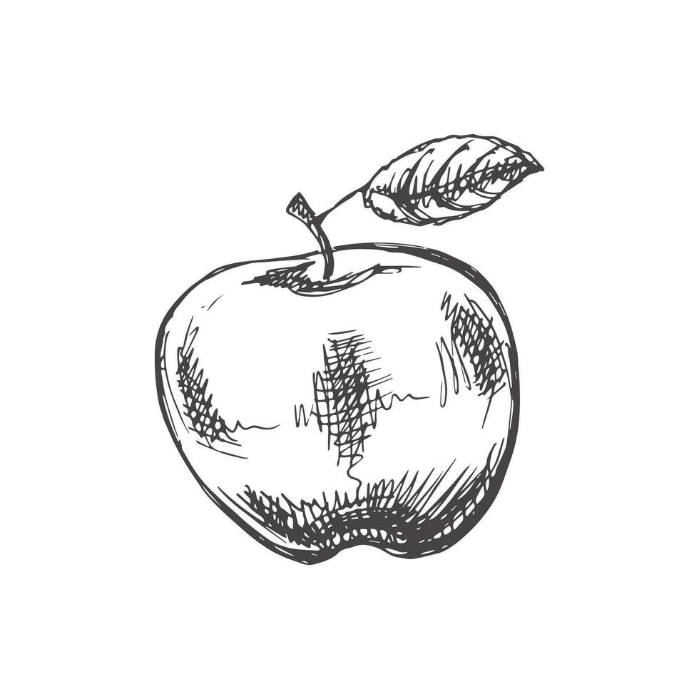 Vektor handgemalt Obst Illustration. detailliert retro Stil Apfel skizzieren. Jahrgang skizzieren Element.