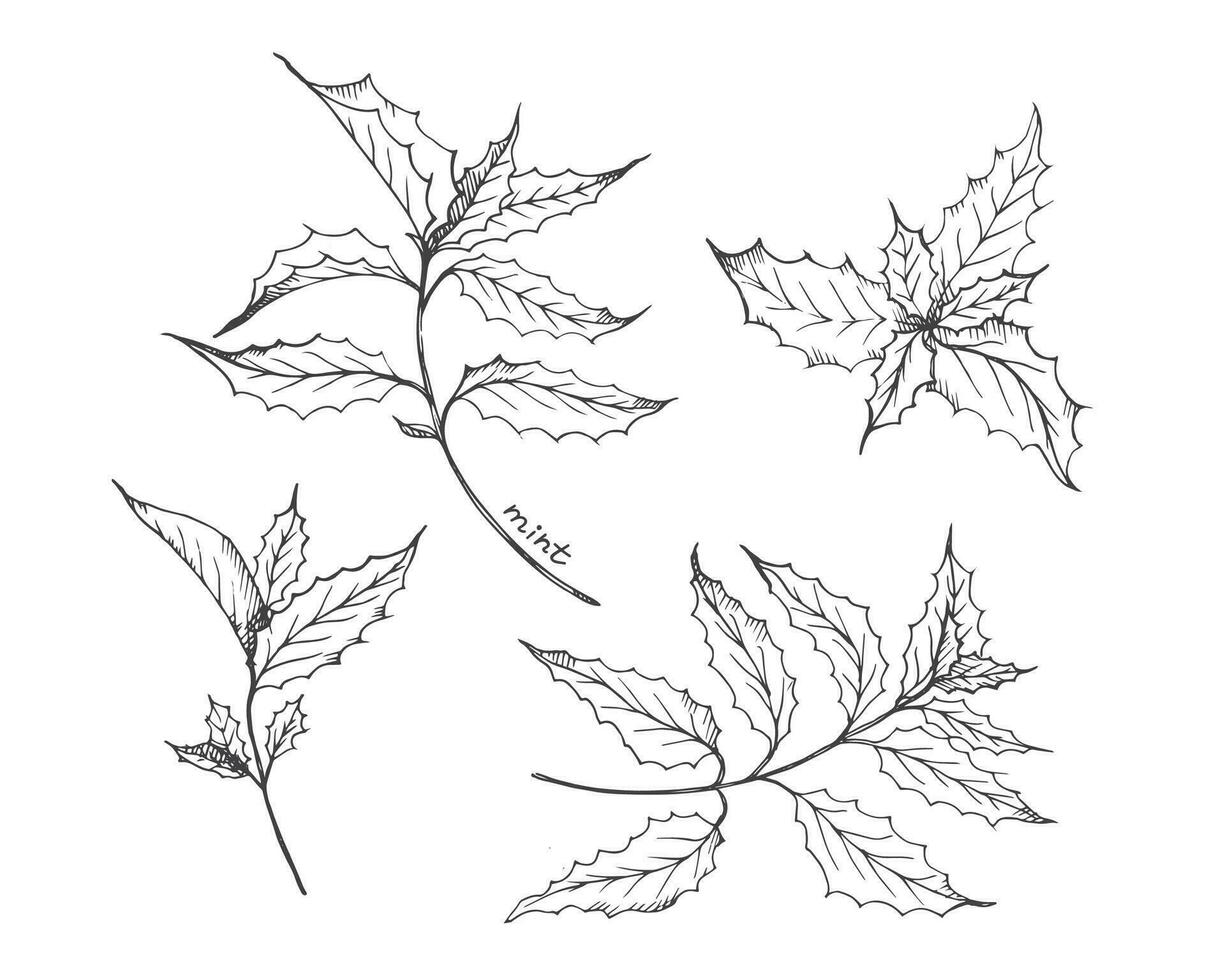 mynta växt hand dragen grönmynta löv. pepparmynta te doftande blad, medicinsk ört, ingrediens för cosmetics.vector illustration på isolerat vit bakgrund. vektor