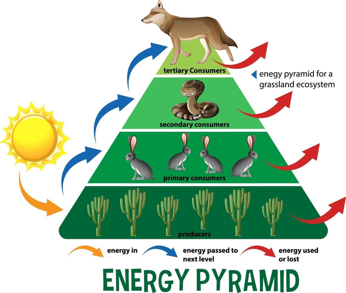 Wissenschaft vereinfachte ökologische Pyramide vektor