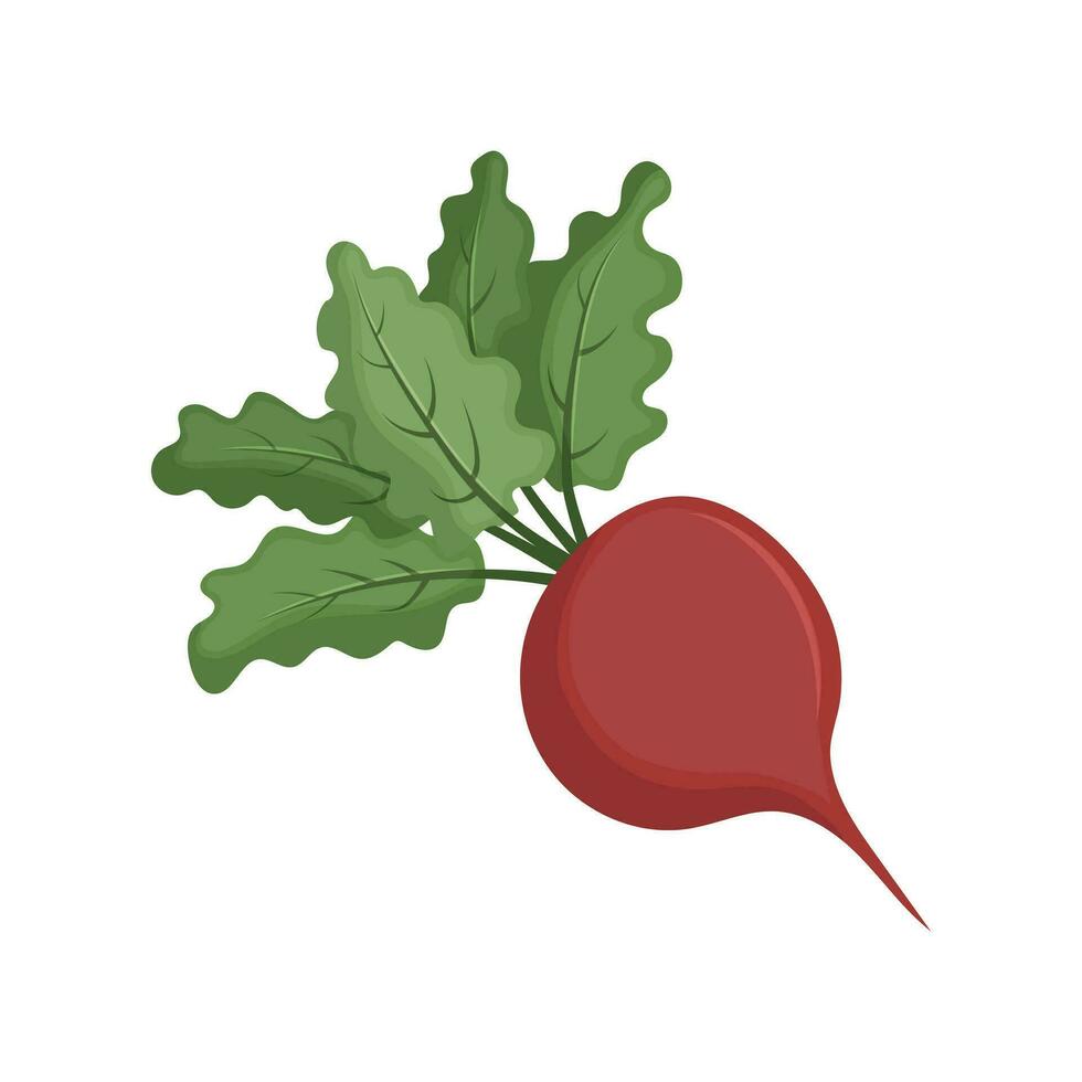 röd betor med grön löv. ekologiskt ren naturlig vegetabiliska vuxen i de vegetabiliska trädgård. platt vektor illustration.