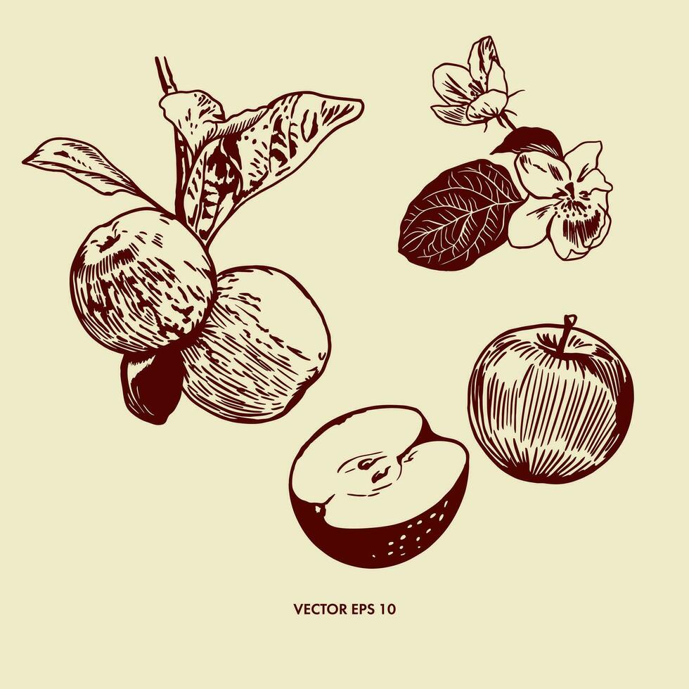 äpplen på en gren med löv, äpple träd blommor, hela och skära. vektor illustration av äpplen i grafisk stil. design element för hälsning kort, omslag papper mönster, täcker, inbjudningar.