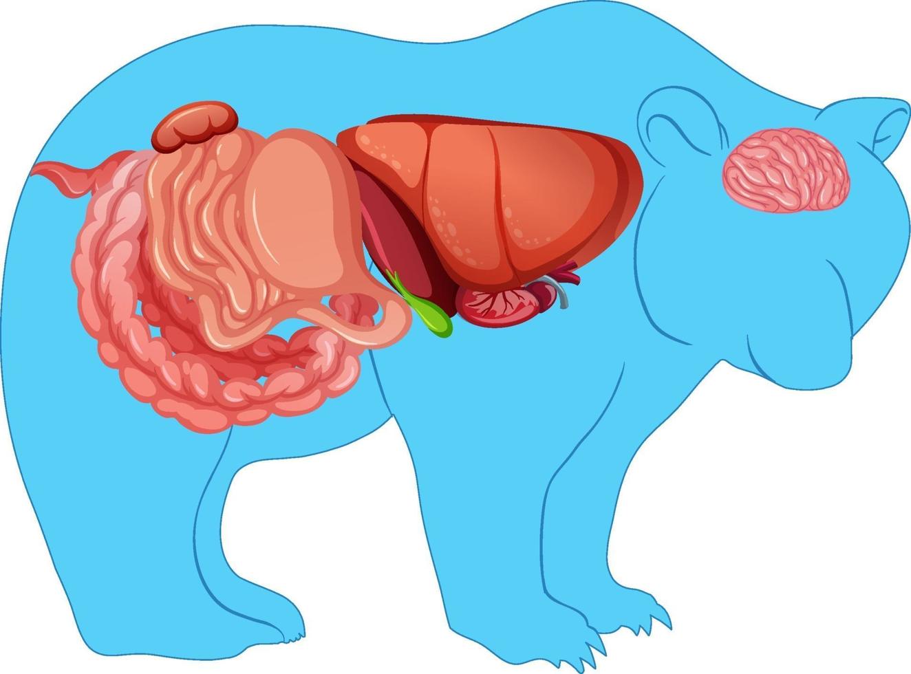 Anatomie des Wildbären isoliert vektor