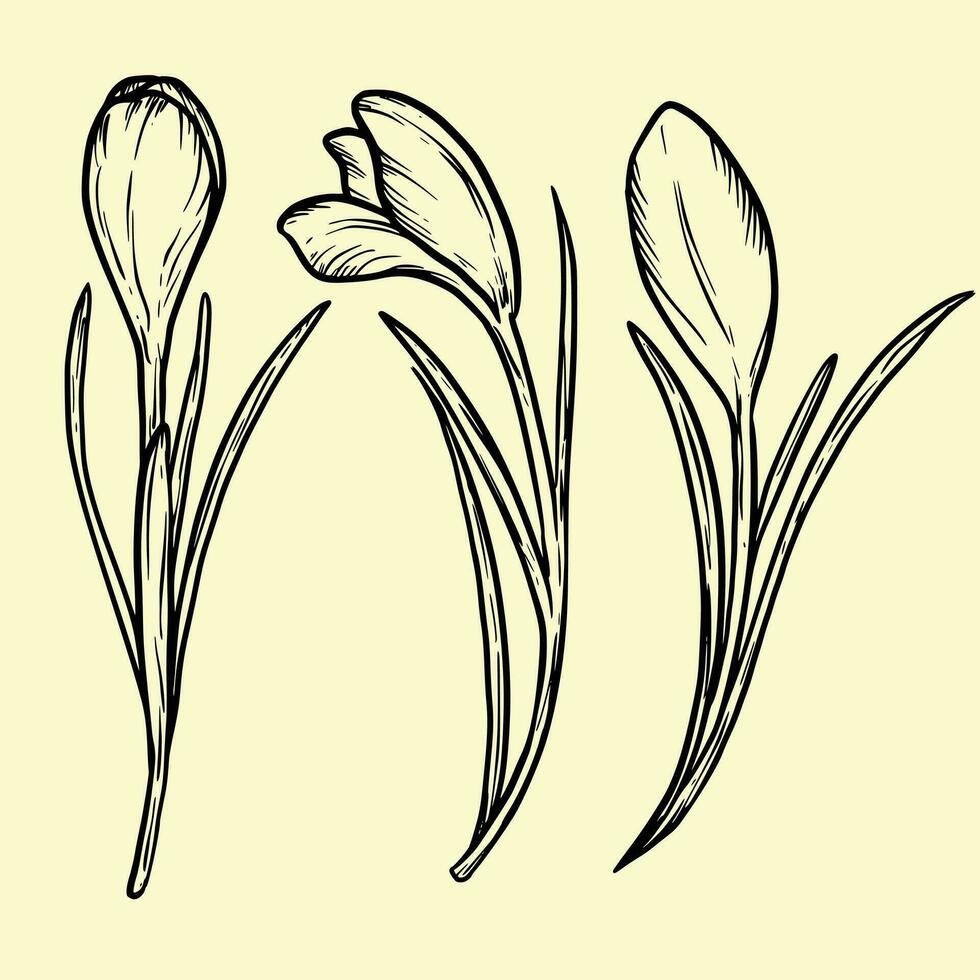 uppsättning av krokus blommor bläck vektor illustration saffran blomma linje konst