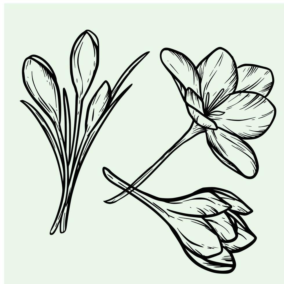 Blume Linie Kunst. einstellen von Krokus oder Safran Blumen gezeichnet durch Linien. Gliederung Symbol vektor