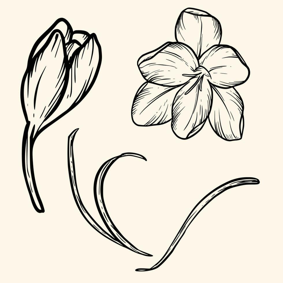 krokus saffran blomma knopp öppen närbild linje konst hand dragen vektor