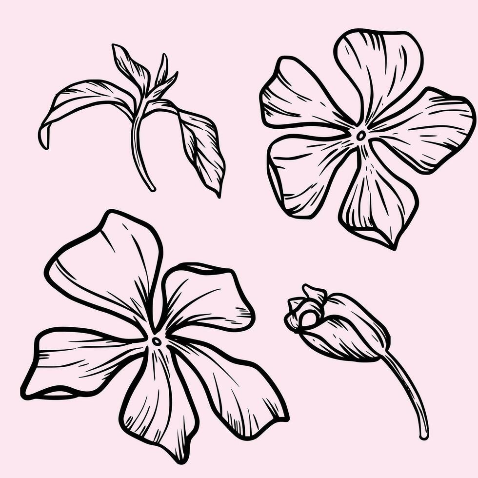 Symbol von Immergrün Blume. einfach minimal Stil von Immergrün Blütenblätter und Ast mit Blätter vektor