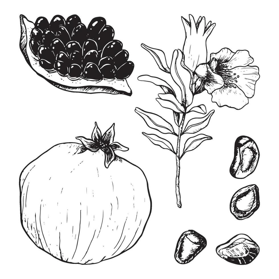 granatäpplen vektor botanisk illustration uppsättning med färsk saftig mogen, hela och skära granatäpple med frön, blommor och grenar för naturlig kosmetika eller juice