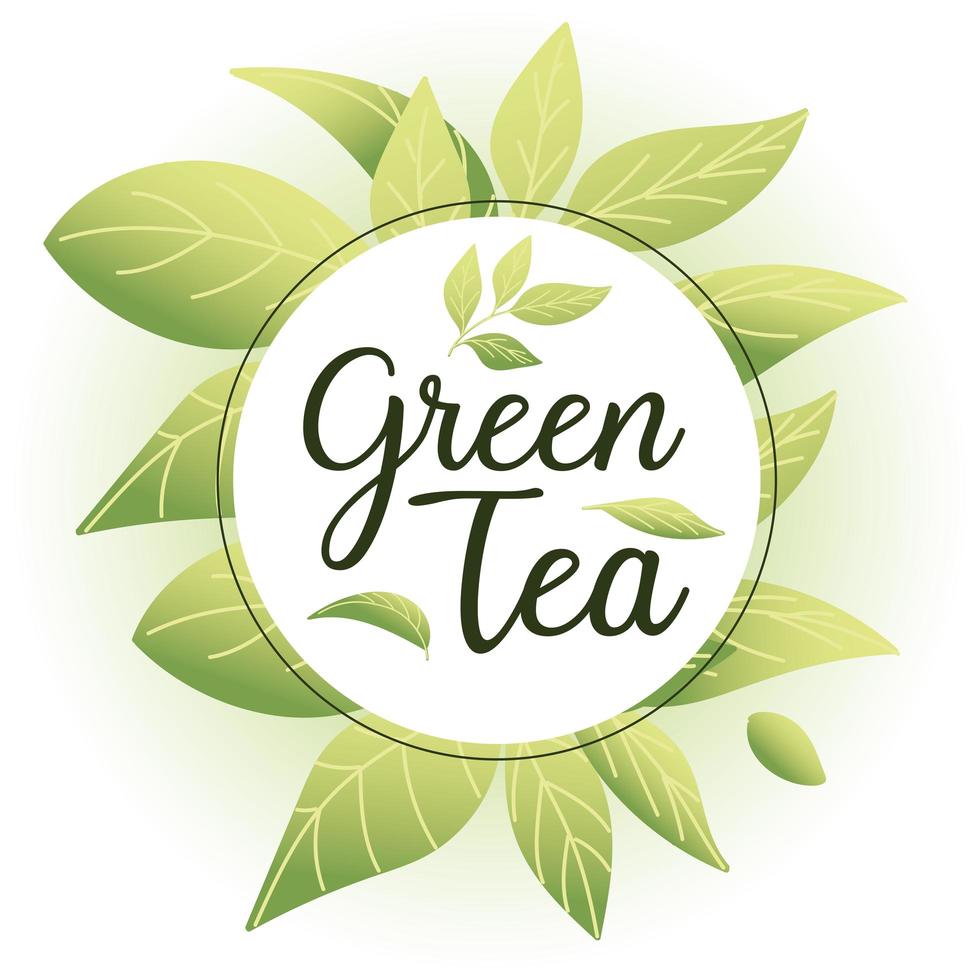 grüner Tee mit Blättern um Kreisvektordesign vektor