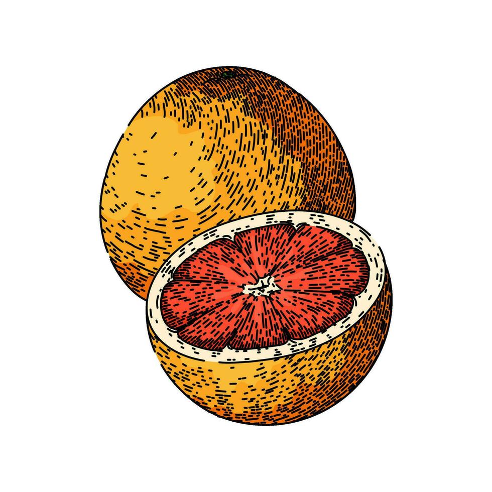 Rosa Grapefruit rot skizzieren Hand gezeichnet Vektor