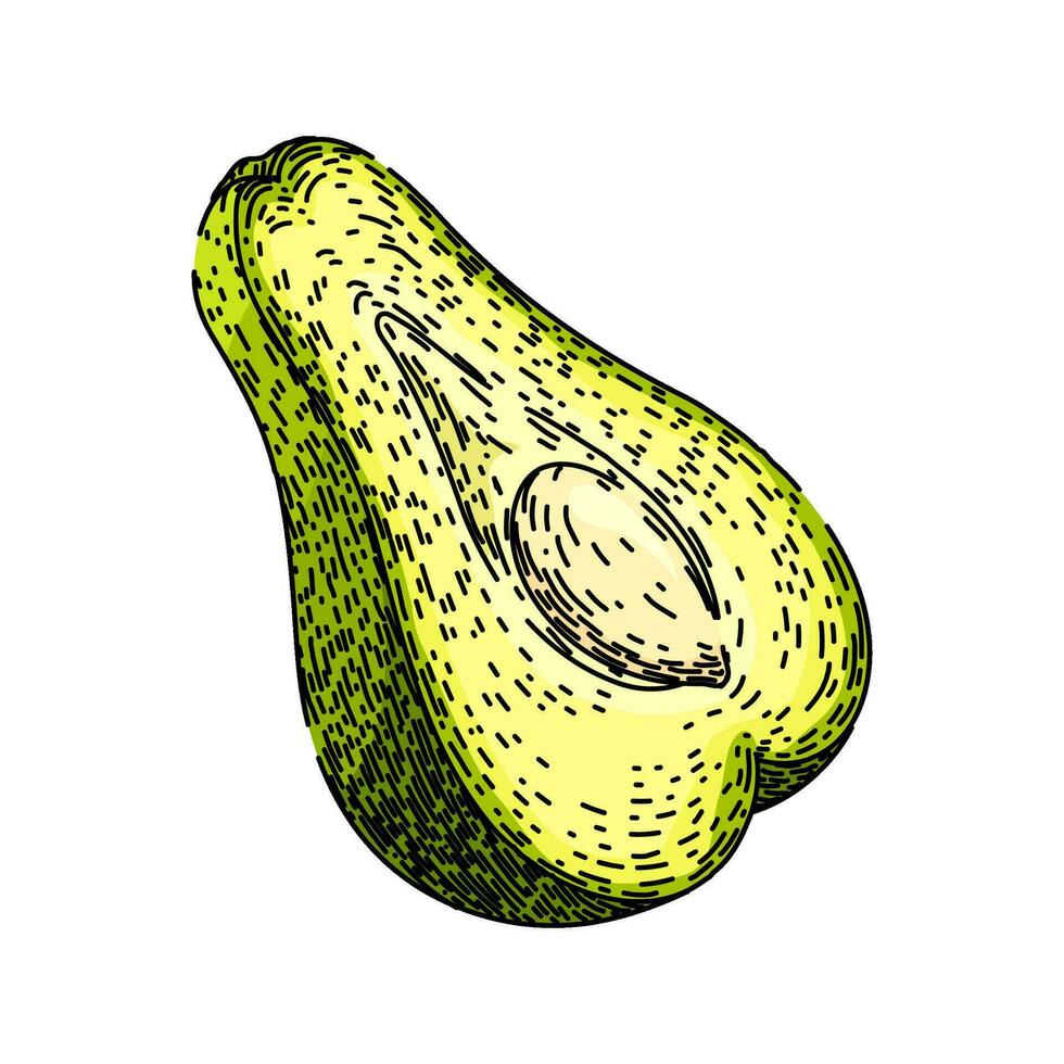 asiatisk chayote friska skiss hand dragen vektor