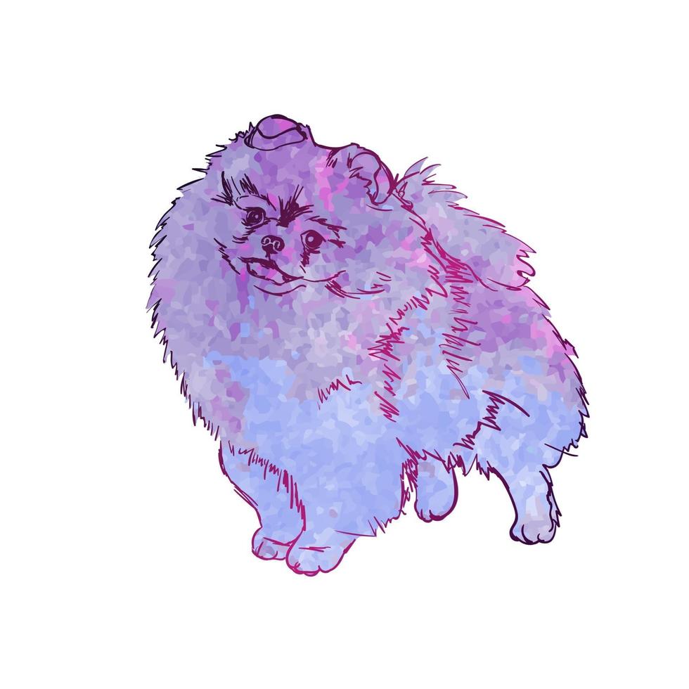 Vektor bunte Illustration der Hunderasse Pomeranian Spitz, isoliert auf weißem Hintergrund, Tier, Kunst, Kunstwerk, Rasse. blauer Hund