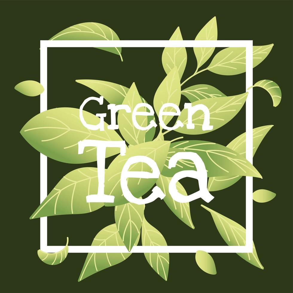grüner Tee mit Blättern im Rahmenvektordesign vektor