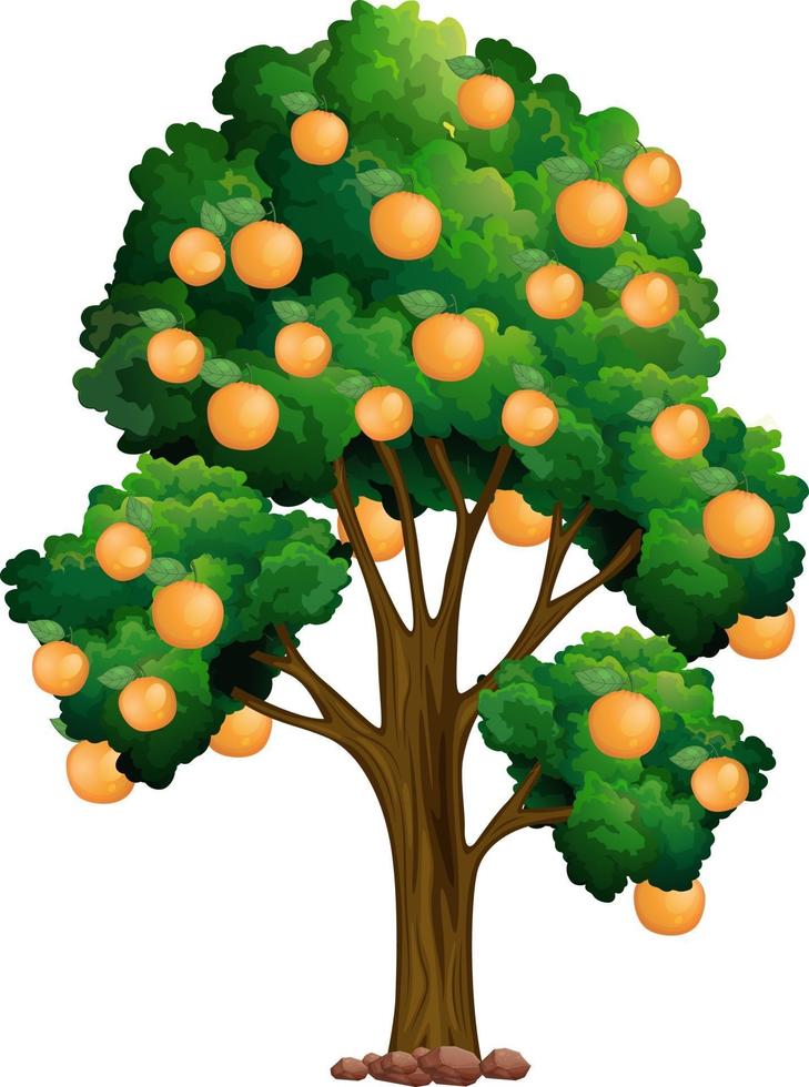 apelsinträd isolerad på vit bakgrund vektor