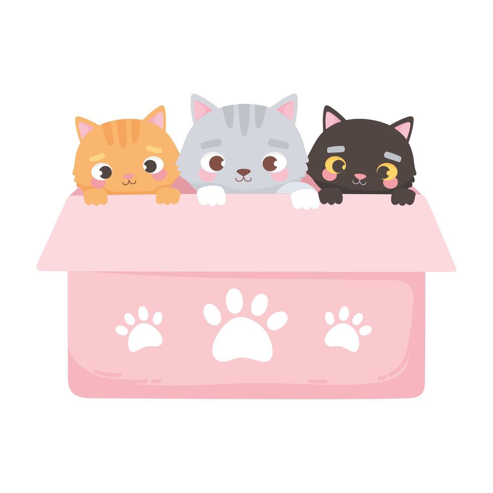 adoptera ett husdjur, söta små kattungar i den rosa rutan vektor