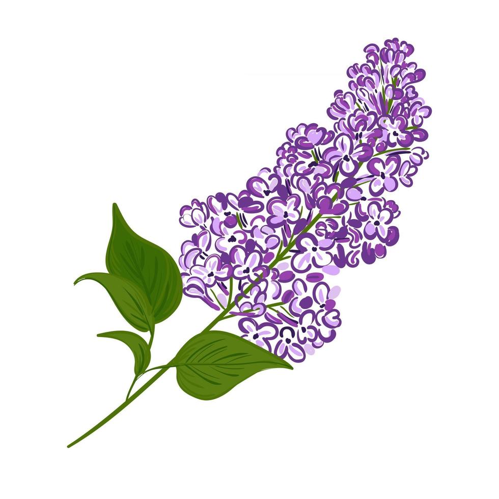 blühender lila Zweig der Flieder. Vektor-Illustration einer Pflanzenhand auf einem isolierten weißen Hintergrund gezeichnet vektor