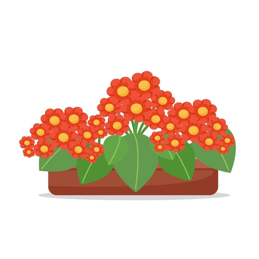 rote Blumen in einem Topf, Zimmerpflanzen, süße Blumen, Vektorgrafik im flachen Stil, Cartoon vektor
