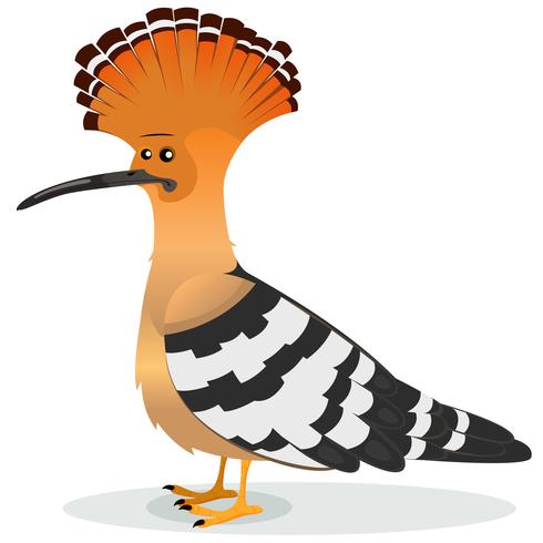 hoopoe fågel vektor