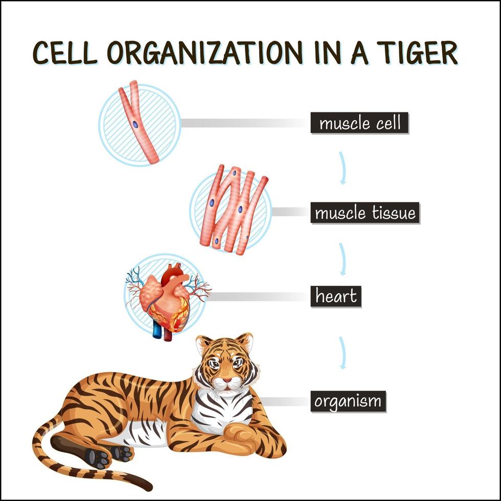 diagram som visar cellorganisation i en tiger vektor