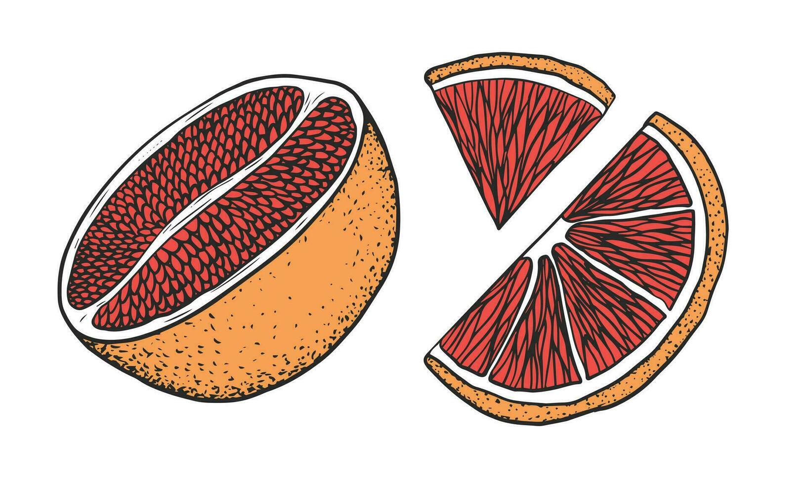 einstellen von Grapefruit. Scheibe, Hälfte, Stück Grapefruit Illustration isoliert auf Weiß Hintergrund vektor