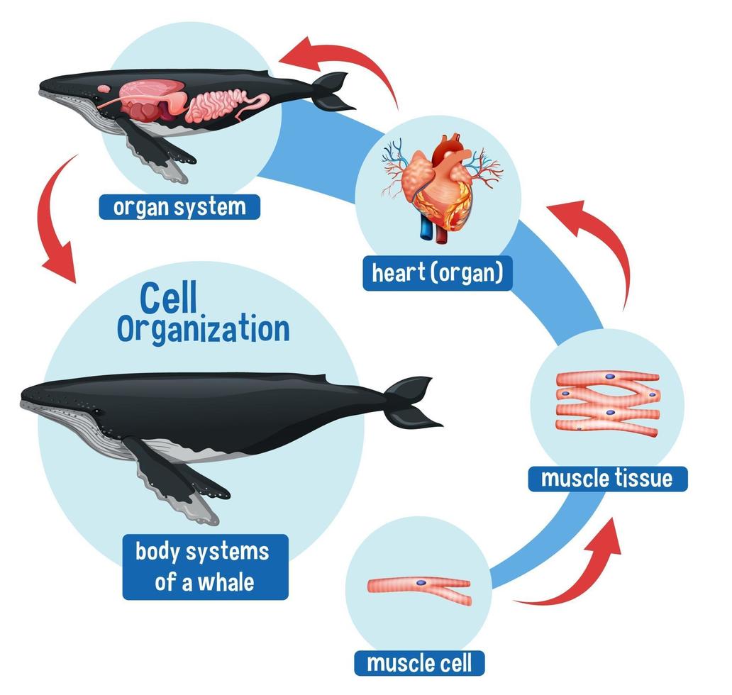 Diagramm, das die Zellorganisation bei einem Wal zeigt vektor