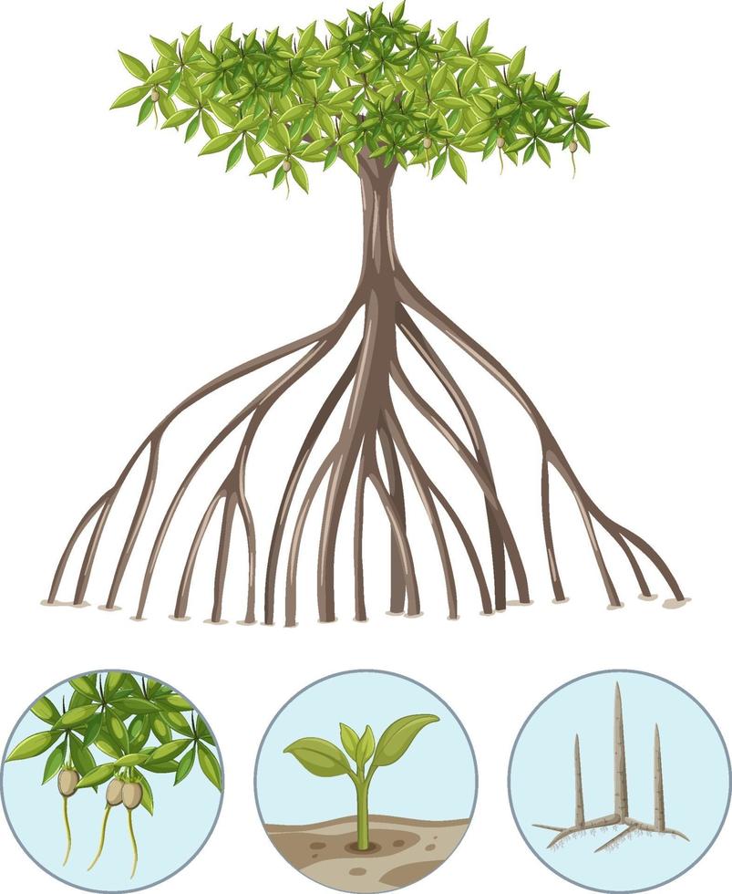 Mangrovenbaum mit Elementen isoliert auf weißem Hintergrund vektor