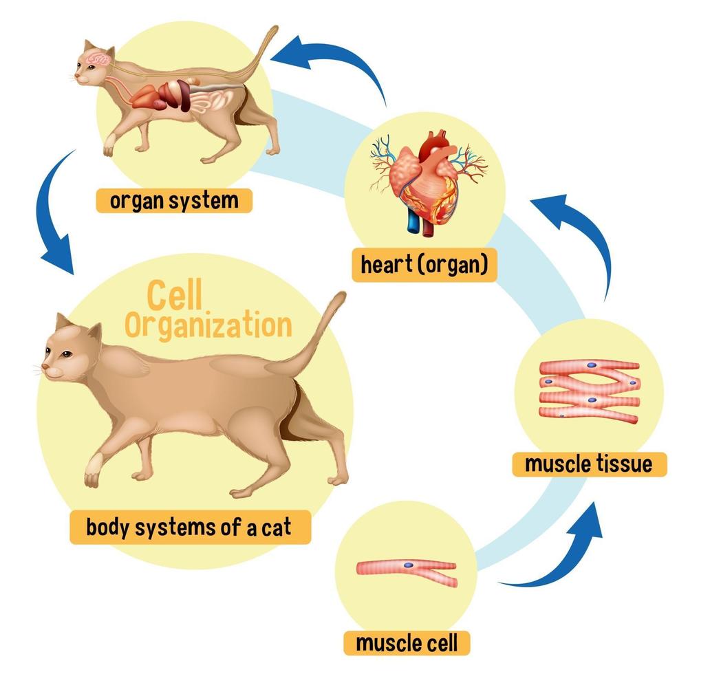 diagram som visar cellorganisation i en katt vektor