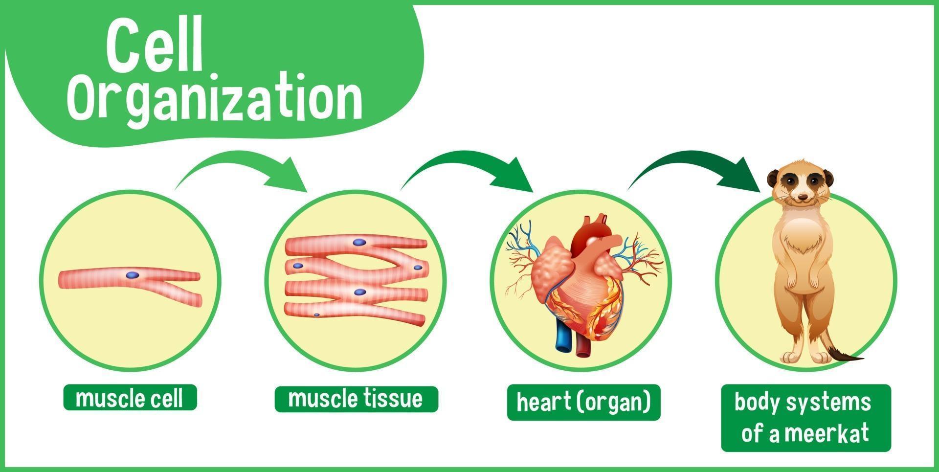 diagram som visar cellorganisation i en surikat vektor